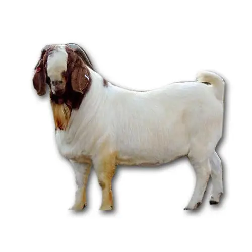 Бурские козы живые овцы крупный рогатый скот по хорошей цене