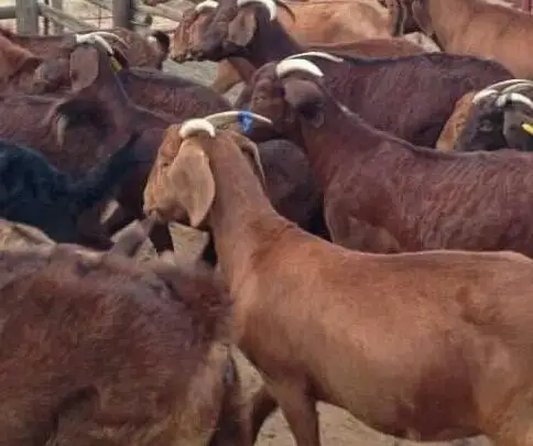 
Healthy Kalahari goats For Sale 