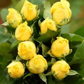 
Solaire Rose Exporter Yellow Cut Flower At Cheap Price 