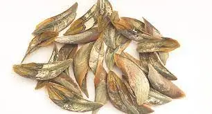 Мурекс-оперкулум из Вьетнама в наличии