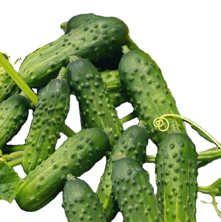 Gherkins in Acetic Acid Grade 1-4 CM