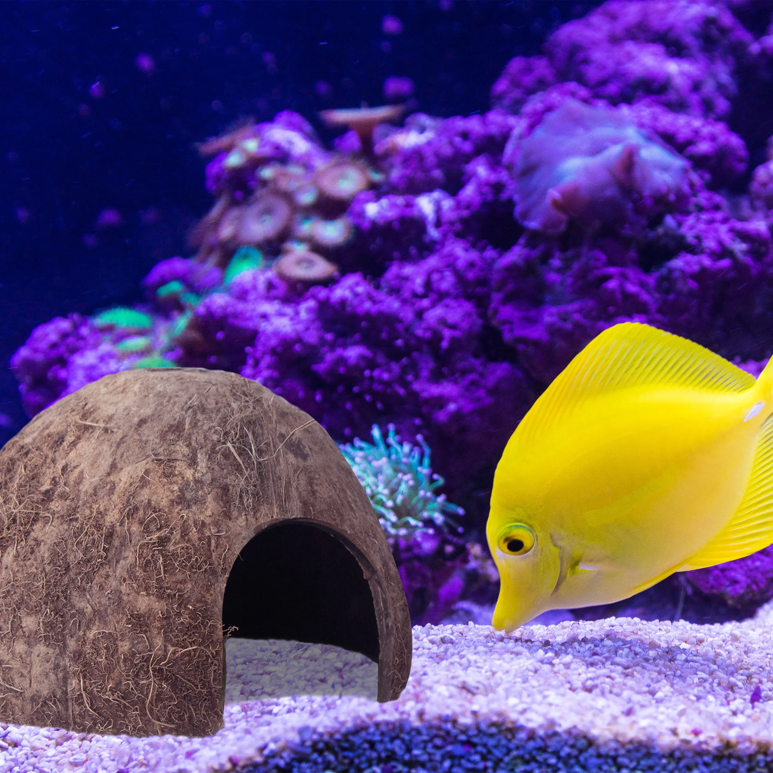 Pets Spacious Coco Tunnel Coconut Reptile Hide Cave Hideout For Lizard Spider Snake Hiding Shelter And Aquarium Fish Hide Cave