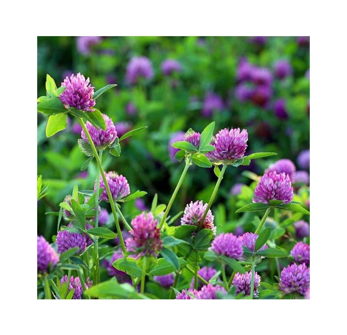 Trifolium pratense Clover meadow