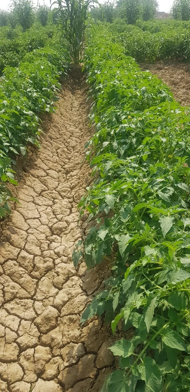 
Tomato Hybrid Rocky F1 Seeds 