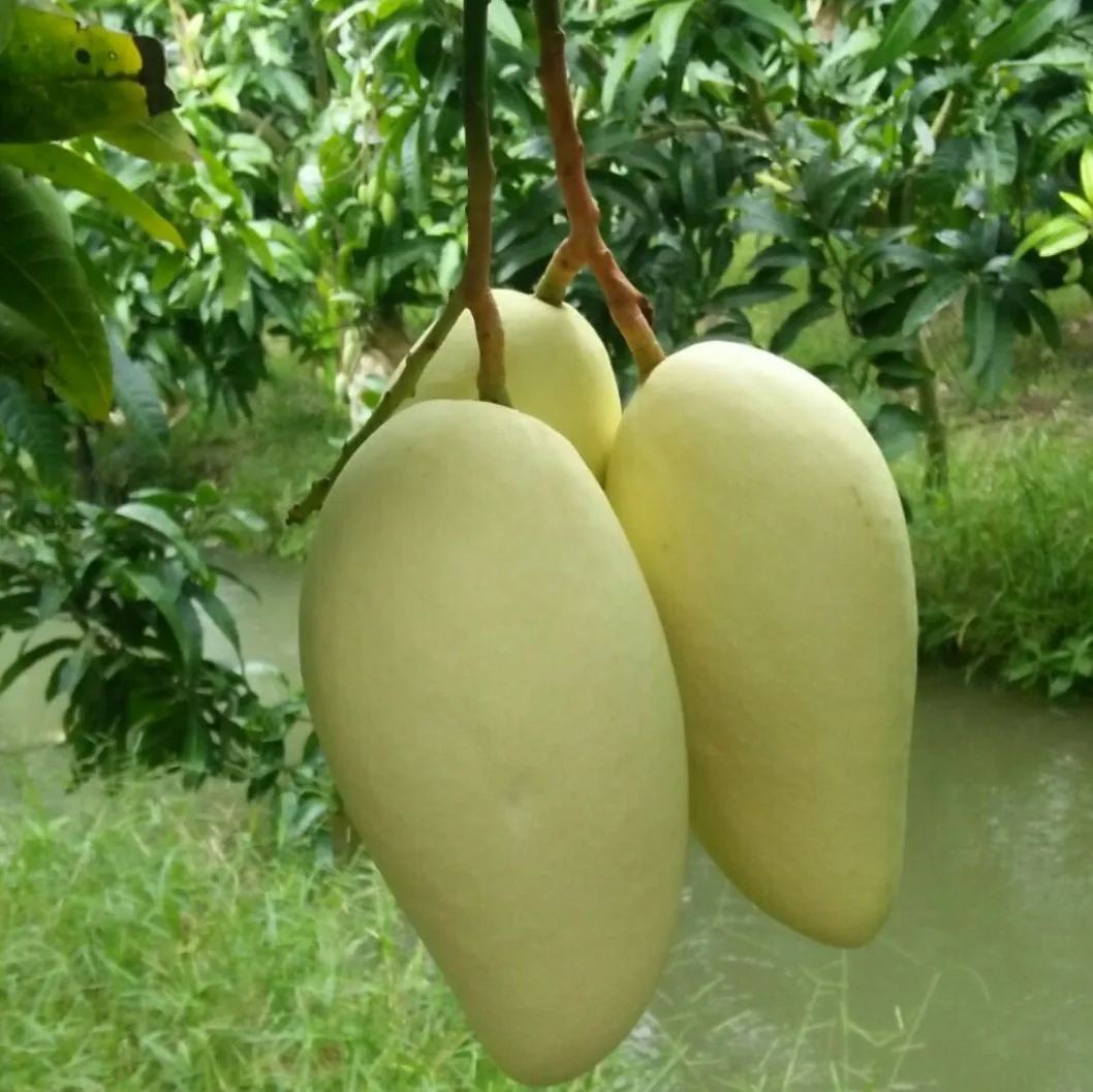 
Vietnam Mango fresh fruit- Premium, high quality, clean farming, VietGap, prestige, attractive price 