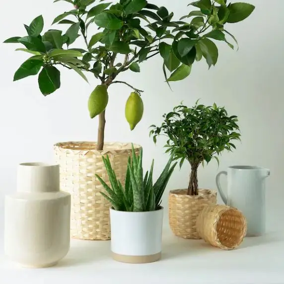 Natural bamboo plant basket handmade in Viet Nam