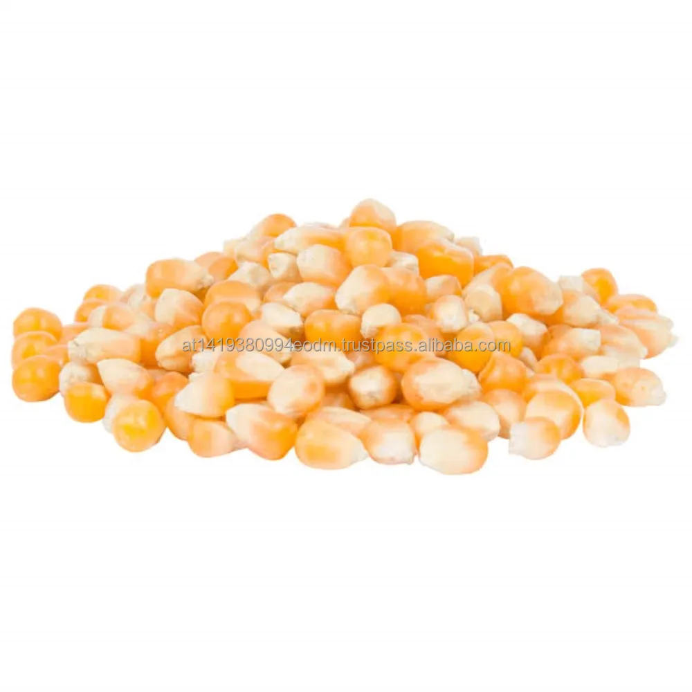 corn (1) (1000 x 1000).jpg