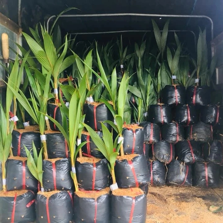 COCONUT SEEDLING FROM VIET NAM / PRODUCTIVITY FROM 120- 200  COCONUTS / Whatapp: +84 963590549