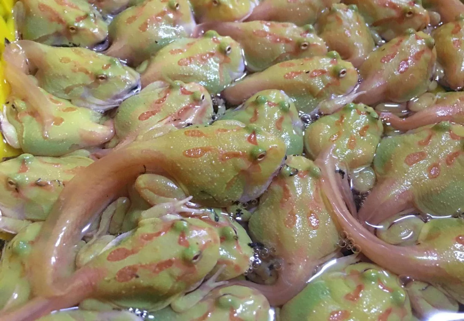 
Farm bred Red Ceratophrys cornuta South American Pacman frog For sale 