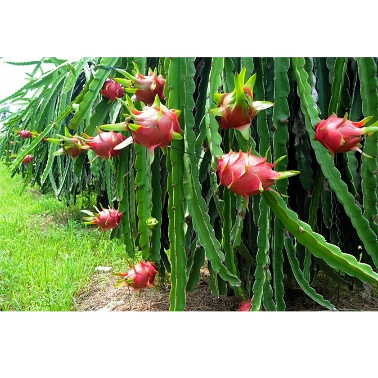 
FRESH DRAGON FRUIT from Vietnam Certification:HACCP...) 
