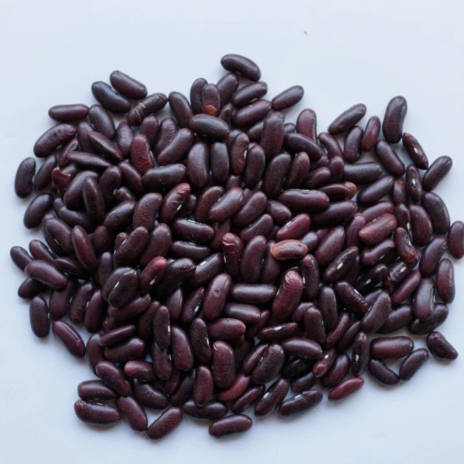 HOT SELLING VIETNAM RED KIDNEY BEANS 2022