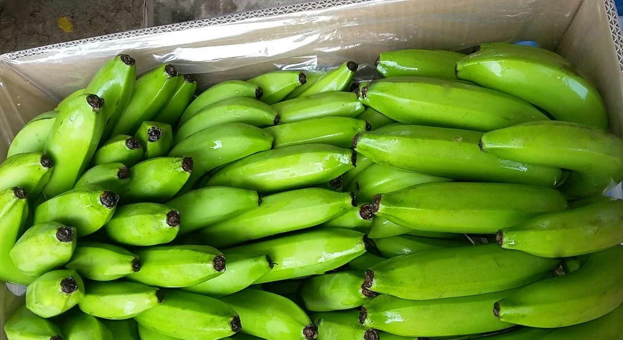 High Quality Fresh Fruits Banana (Cavendish) For Exporting/ Origin Vietnam Kotinochi Brand