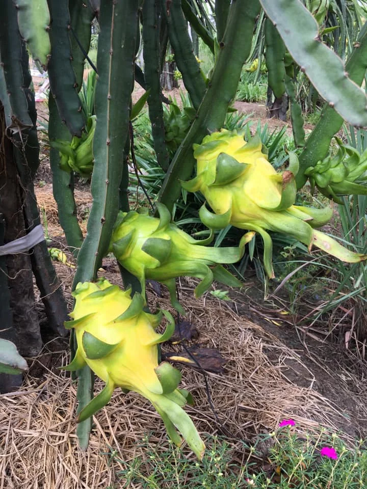  Свежий белый дракон из Вьетнама по лучшей цене-высокое качество на экспорт
