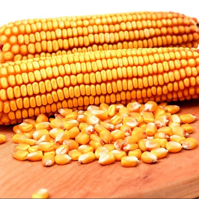 Dried Grade 2 Yellow Maize/Corn, Non-GMO, Fit for Human Consumption and Animal Feed, Origin