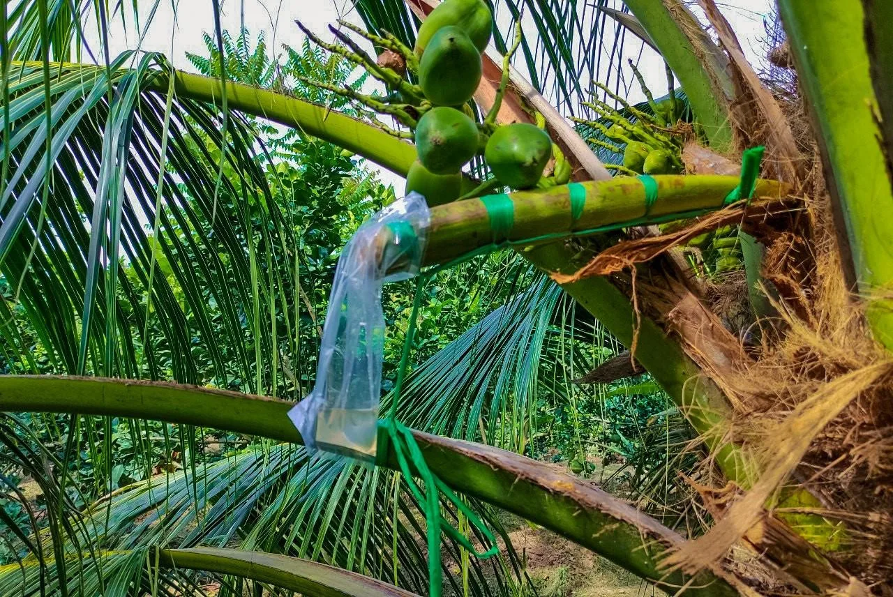 Для овощей-кокосовый продукт кокосовый нектар сирап специальный fooo из Вьетнама // Jolene + 84 336089155