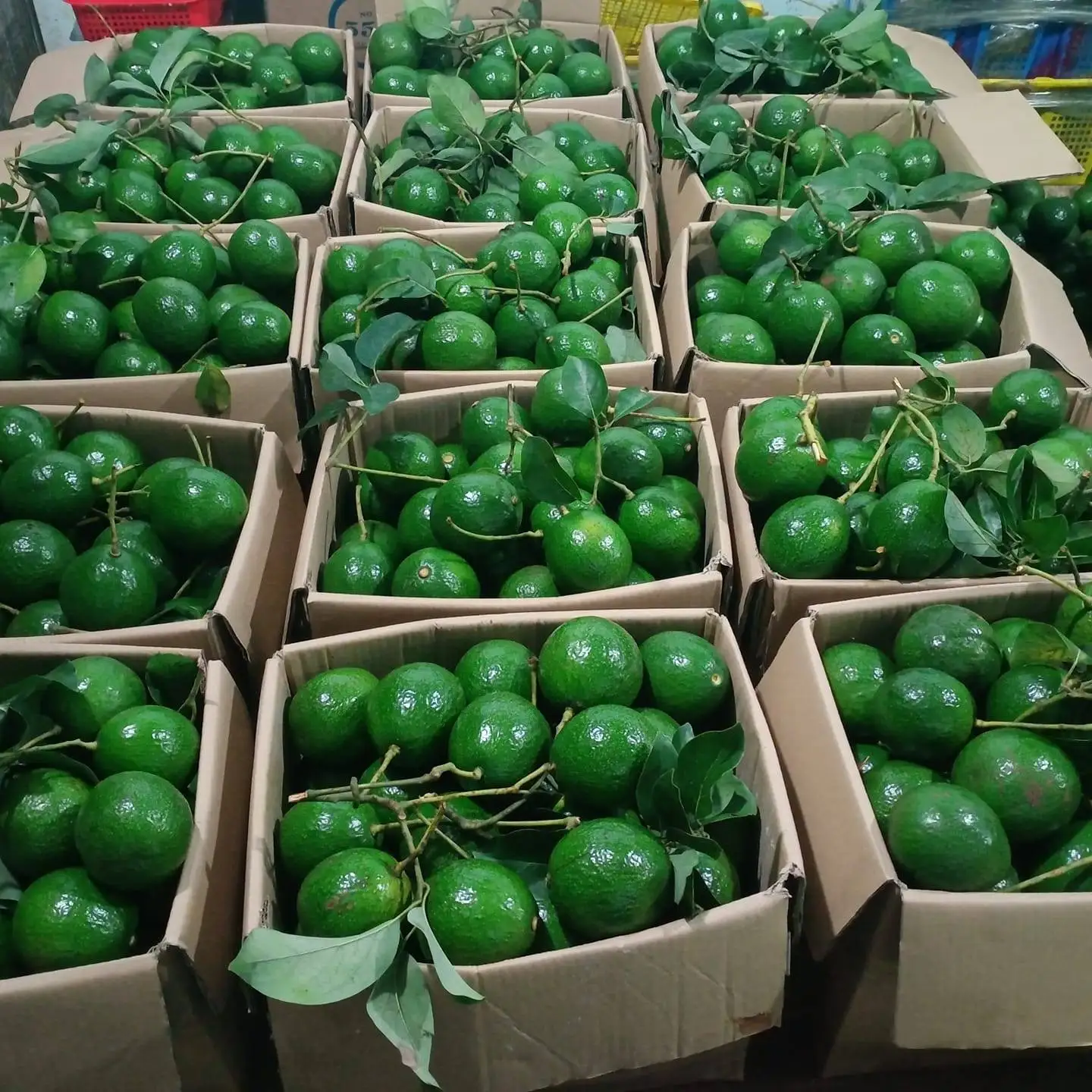 
Fresh Avocado from Vietnam for export with competive price standard quality avocado fresh fruit 