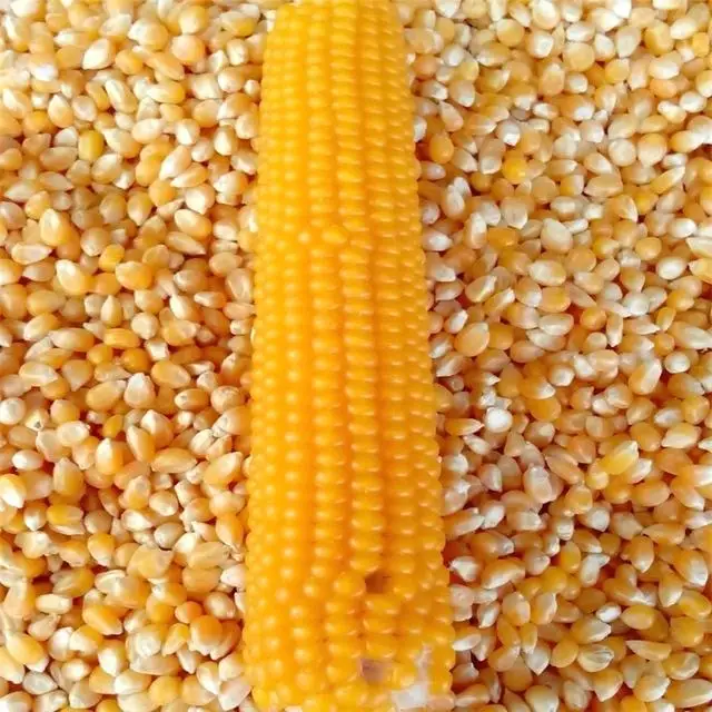 
Yellow corn 
