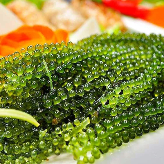 Very reasonable prices and high quality Natural Seaweed from Viet Nam