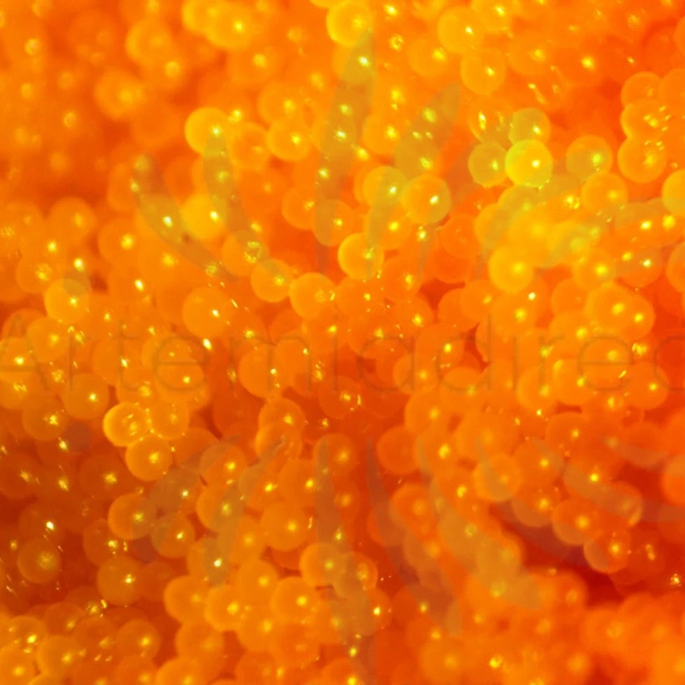 
Embryo ArtemiaDirect - live Decapsulated Brine Shrimp Eggs (Artemia cysts) 85-95% HR, Revolutionary Fish Feed 