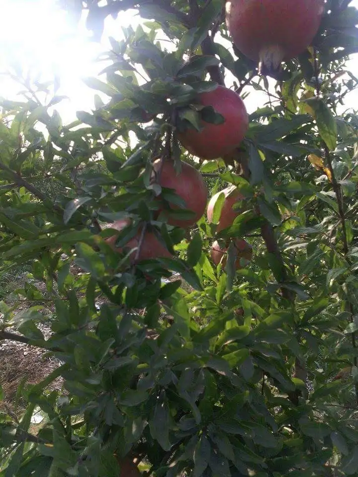 POMEGRANATE-- At a cheaper fob price 2021