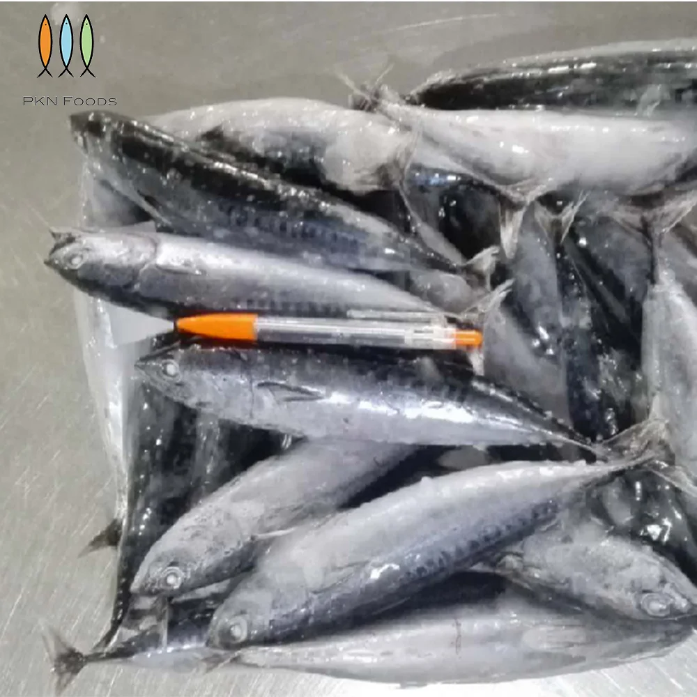 Frozen IQF BLOCK Whole Body Nature Seasonal Auxis Rochei Bonito with 2 Years Shelf Life From Vietnam