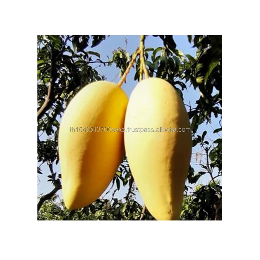Premium Mango fruit (Thai Numdukmai ) (Golden Flower)