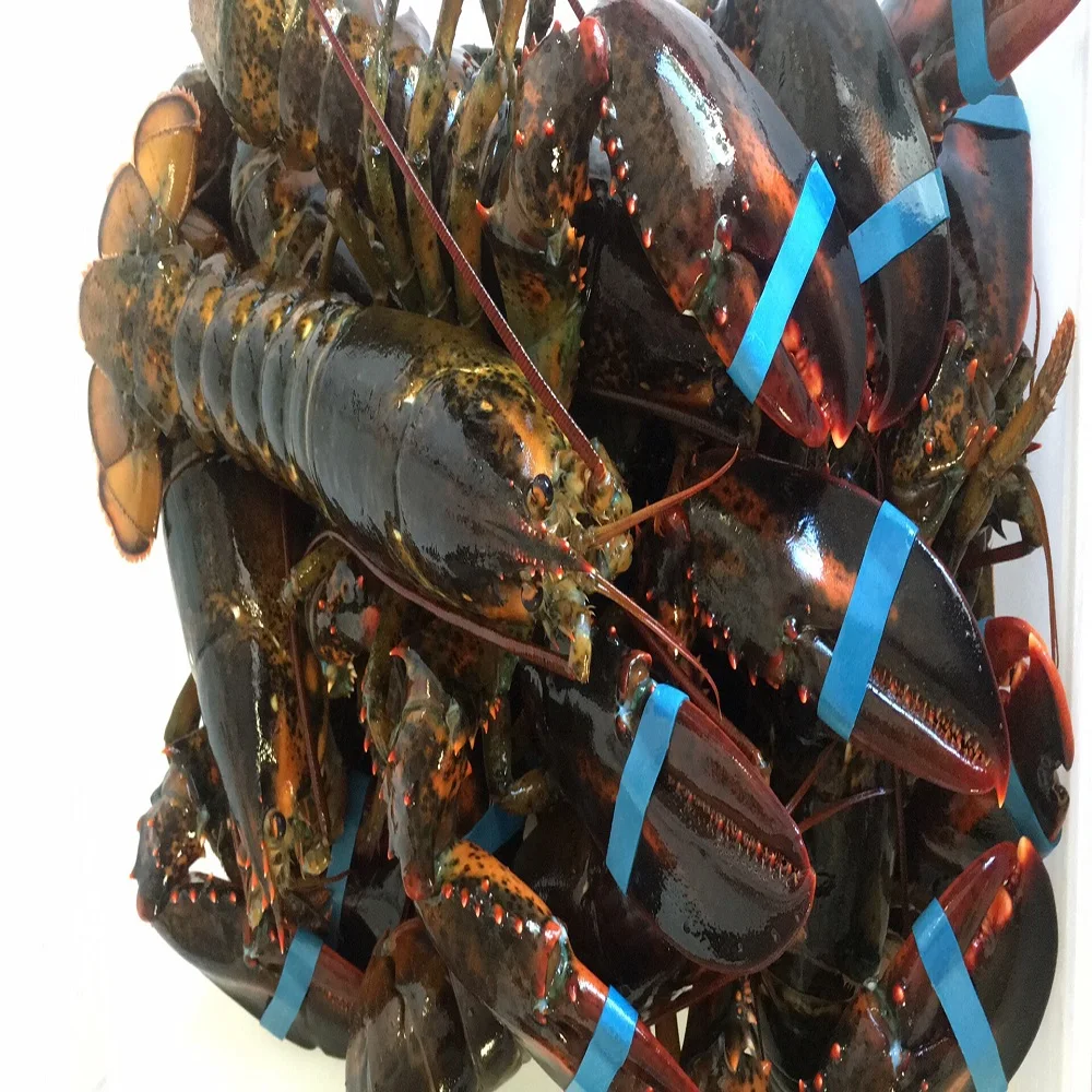 Живые Карибские блесны/морепродукты!