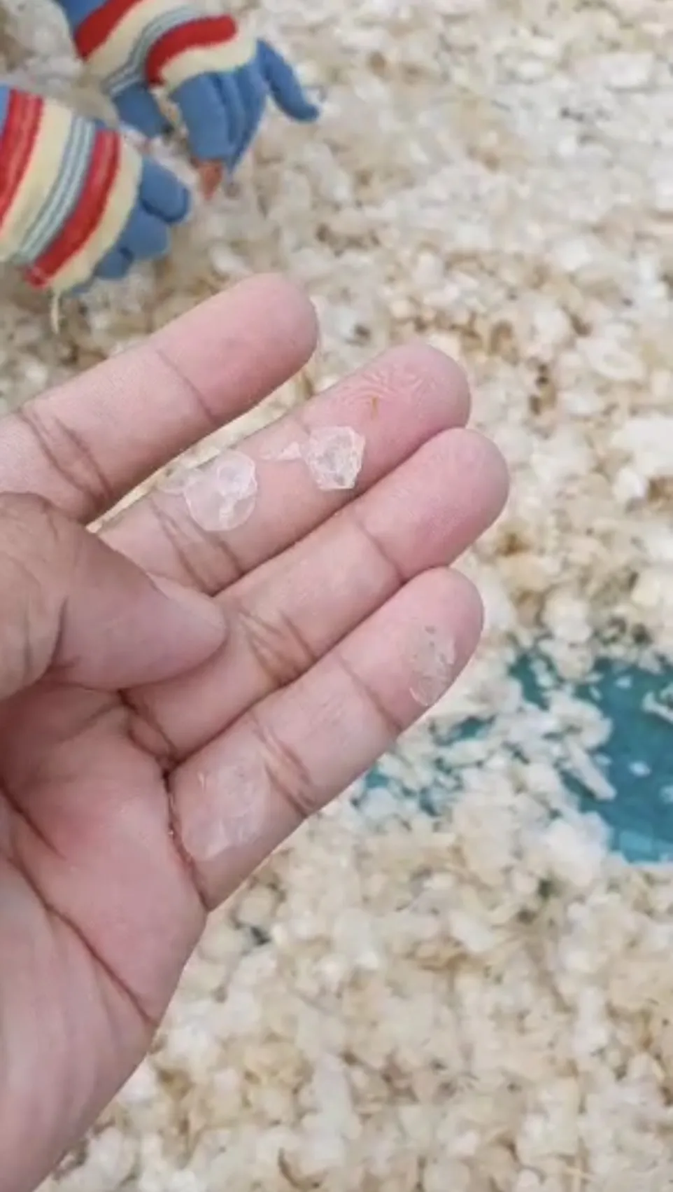 Dried Decalcified Fish Scale For Exta Collagen ( Thai Lien Company, Ms Phuong +84789196389 )