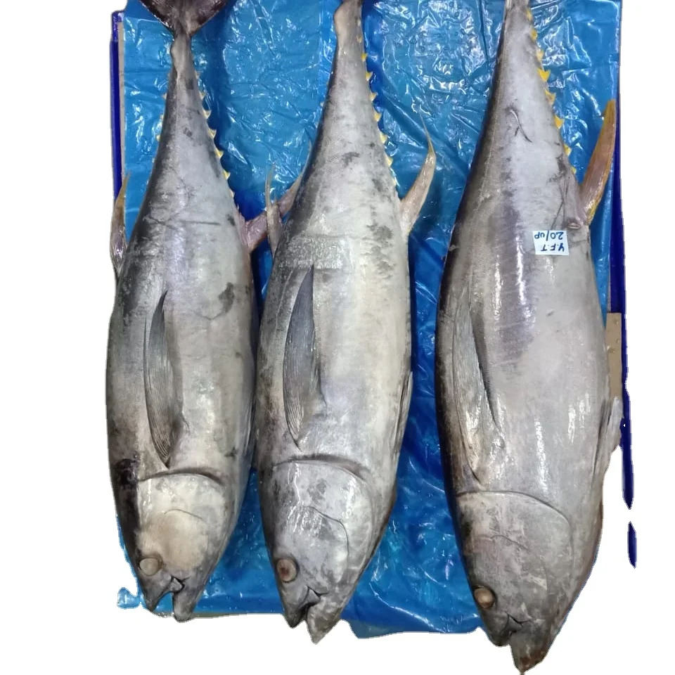 
Frozen Atlantic bluefin skipjack tuna wholesale 