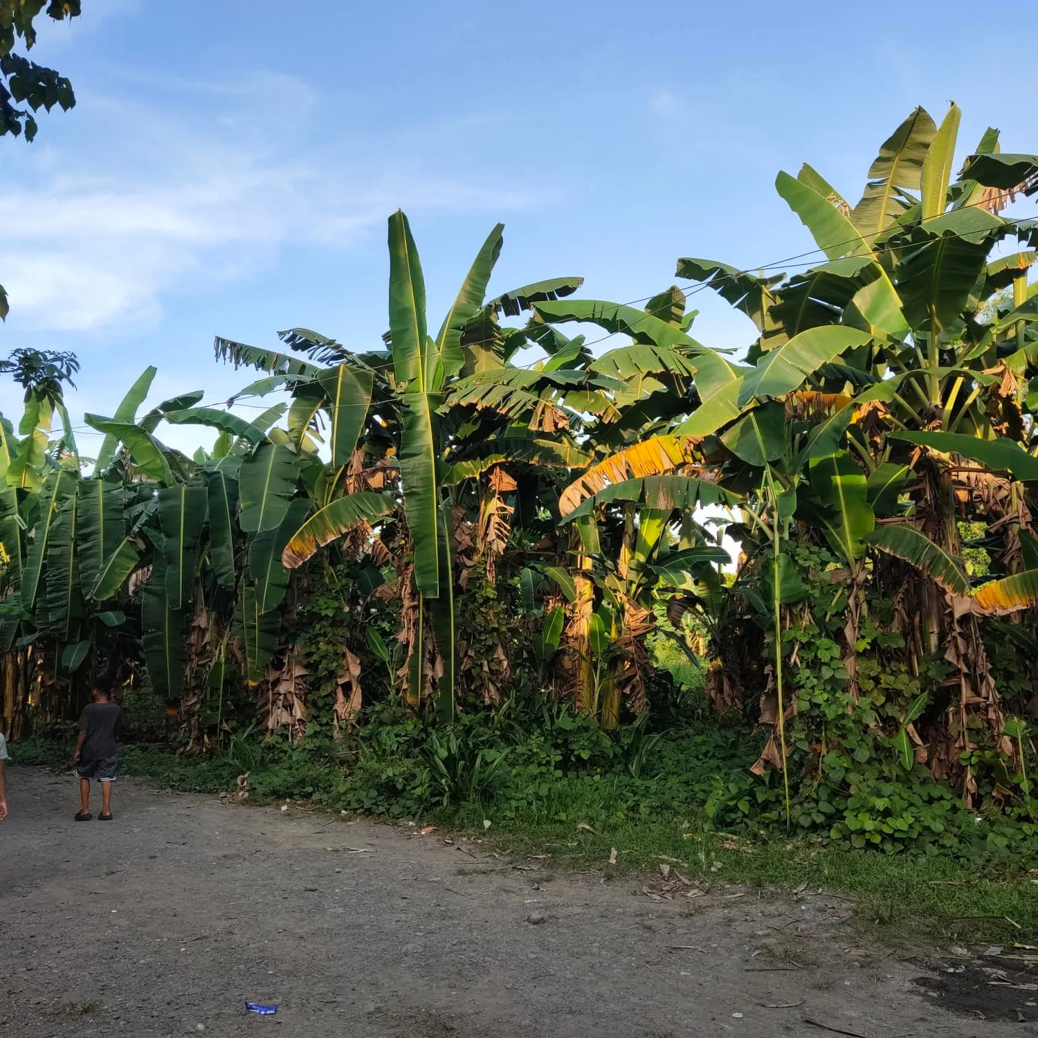 Сельскохозяйственная мини-ферма инвестиции в миндоро