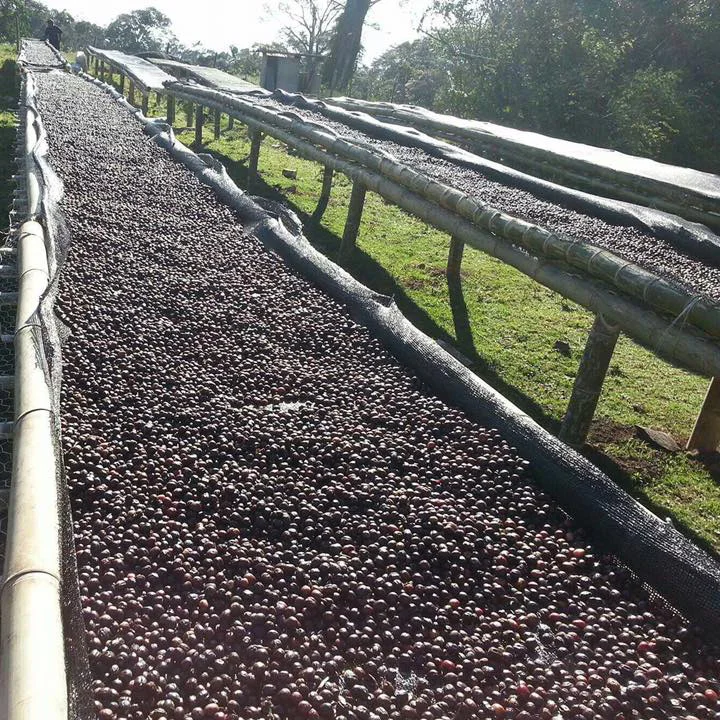 
Panama Elida Estate Catuai Natural High Grade Arabica Green Coffee Bean Wholesale Raw Coffee Bean 
