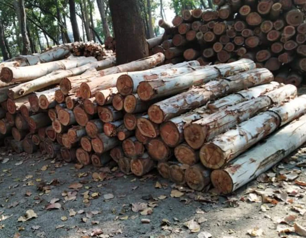  Eucalyptus wood logs Pine Wood Logs And Timber For