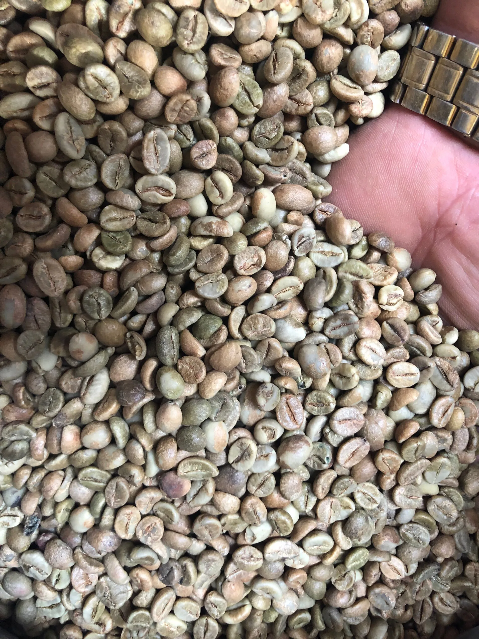 
Best Robusta Green Raw Coffee Beans With Shelf Life 26 Months In Plastic Packaging From Vietnam 