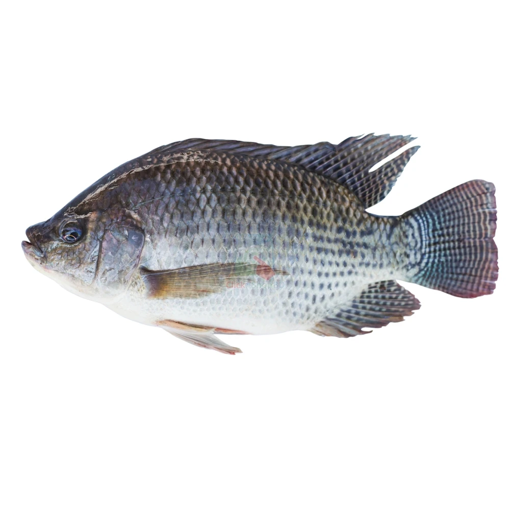 Frozen Tilapia Fish With Cheap Price Wholesale From Bangladesh