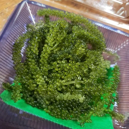  Свежий каулерпы lentillifera/LATO-Премиум LATO морской виноград/морской виноград от Вьетнам (г-жа Деми + 84 961733400)