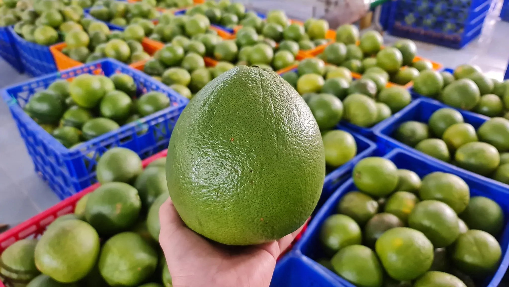 Fresh Green Pomelo In Vietnam 2022, pomelo/Grapefruit Healthy Nutritious Fresh Sweet dried grapefruit