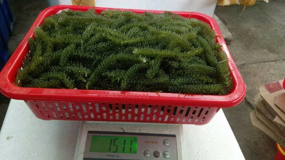 
GOOD PRICE OF SEAGRAPE_SEAWEED_HIGH QUALITY 