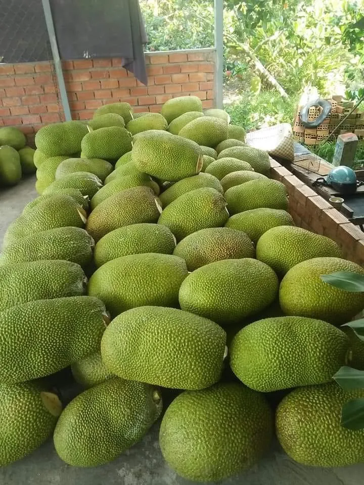 processed jackfruit PE packing  for food best choice 2021 for export market OEM fruit