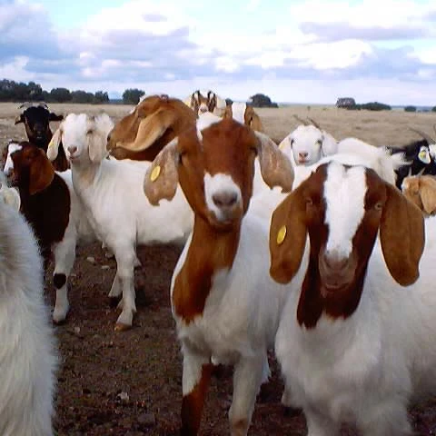 Healthy live Pregnant Kalahari goats/Boer goats