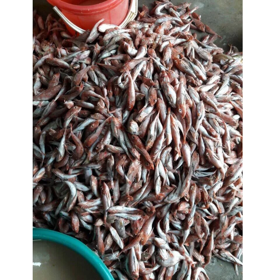 Wholesale Vietnam Supplier OCOP Air-dried 12 Months Natural Body Dried Orange Flying Fish with Vacuum Packaging