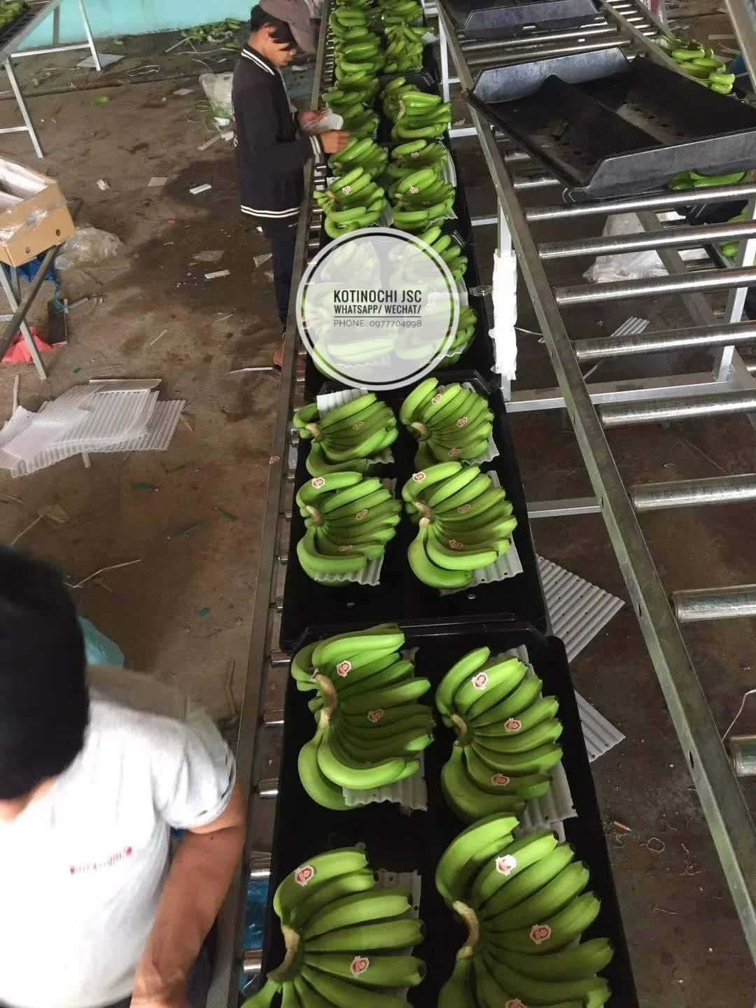 Вьетнамский свежий банан CAVENDISH высокого качества + 84977704998 whatsapp