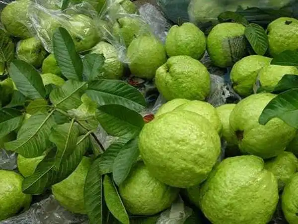 Fresh Guava (Green Skin) from Vietnam for the best price to export - VietGAP and GlobalGAP standards in agricultural production