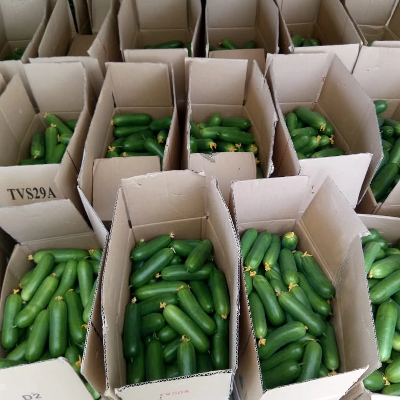 Green Fresh Cucumber from India to Ship