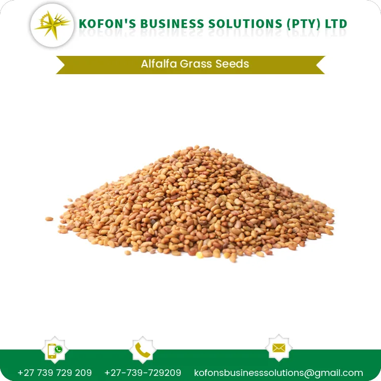 Органические семена травы Альфальфа высокой степени очистки для посадки оптом оптимального качества