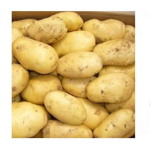 Картофель высокое качество низкая цена профессиональный экспорт оптовая продажа свежий