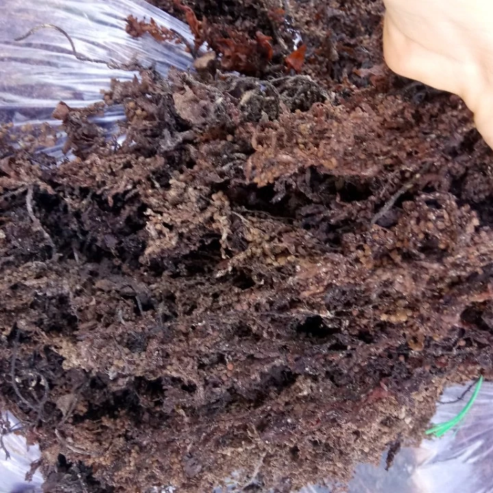 Корм для животных от sargassum/сушеный sargassum/корм из морских