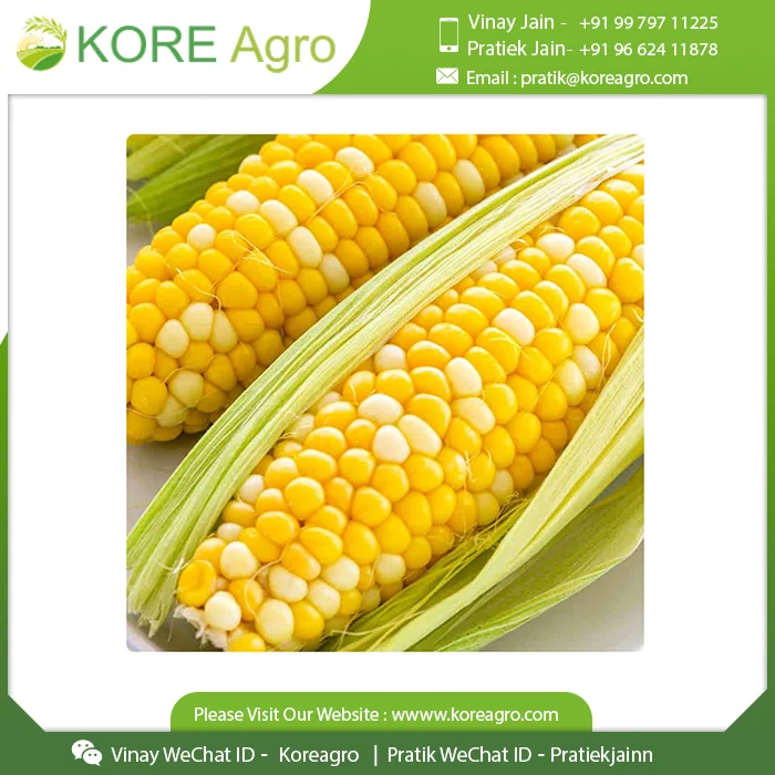 
Top Selling Premium Quality Corn Maize 100% Natural Fresh Animal Feed Corn India Supplier 