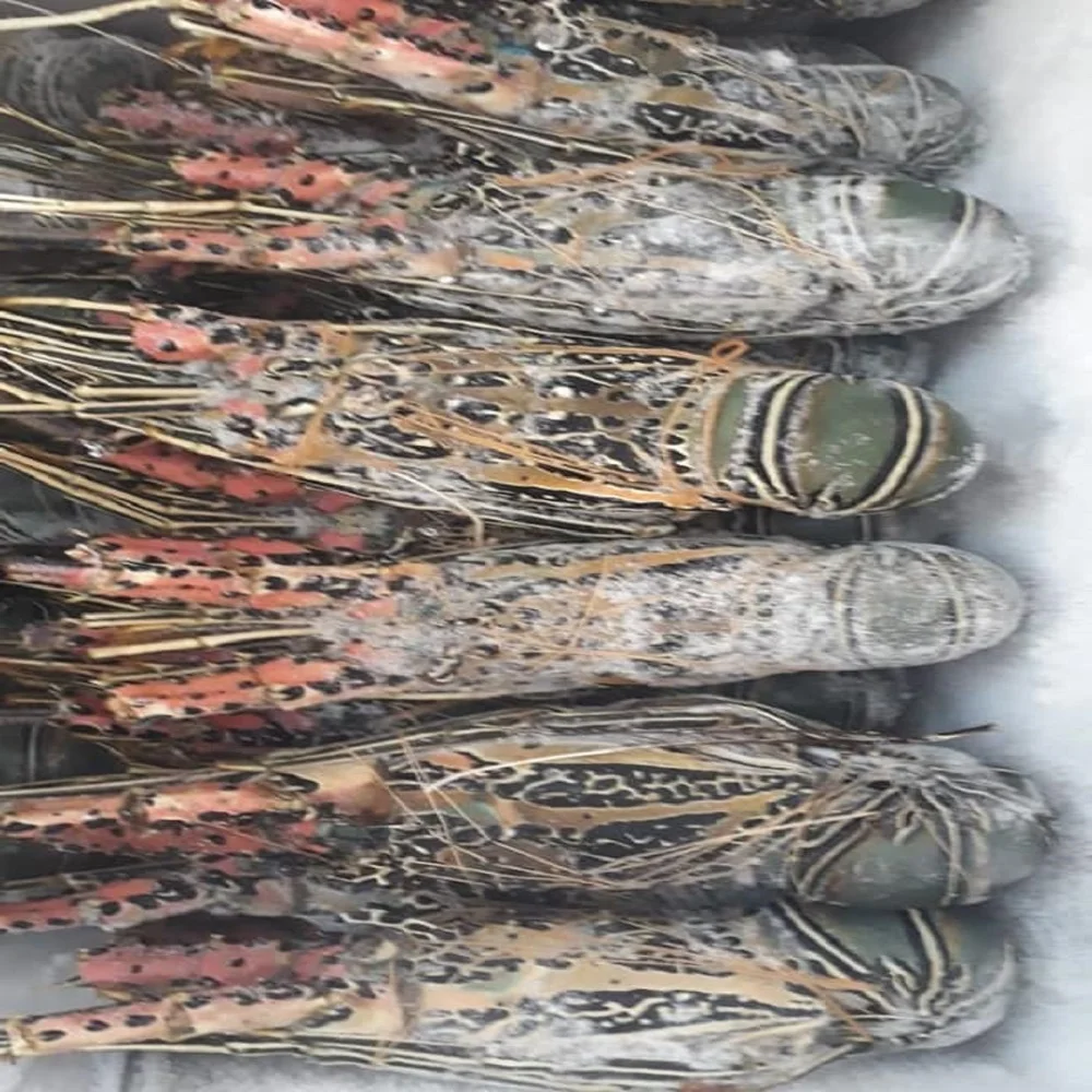 Конкурентоспособная цена высококачественный замороженный зубчатый блесна с необработанным лобстером