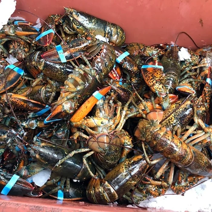 Hot Sale Frozen Lobster Tails at Cheap Prices