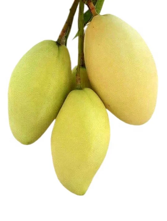 
Cat Chu Fresh Mango - High Quality Mango 100% Fresh 
